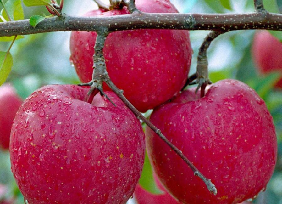 富士蘋果的形態(tài)特征