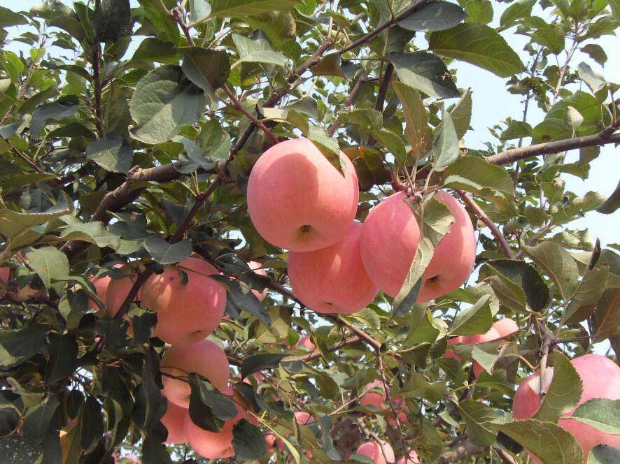 紅富士蘋果栽培技術(shù)
