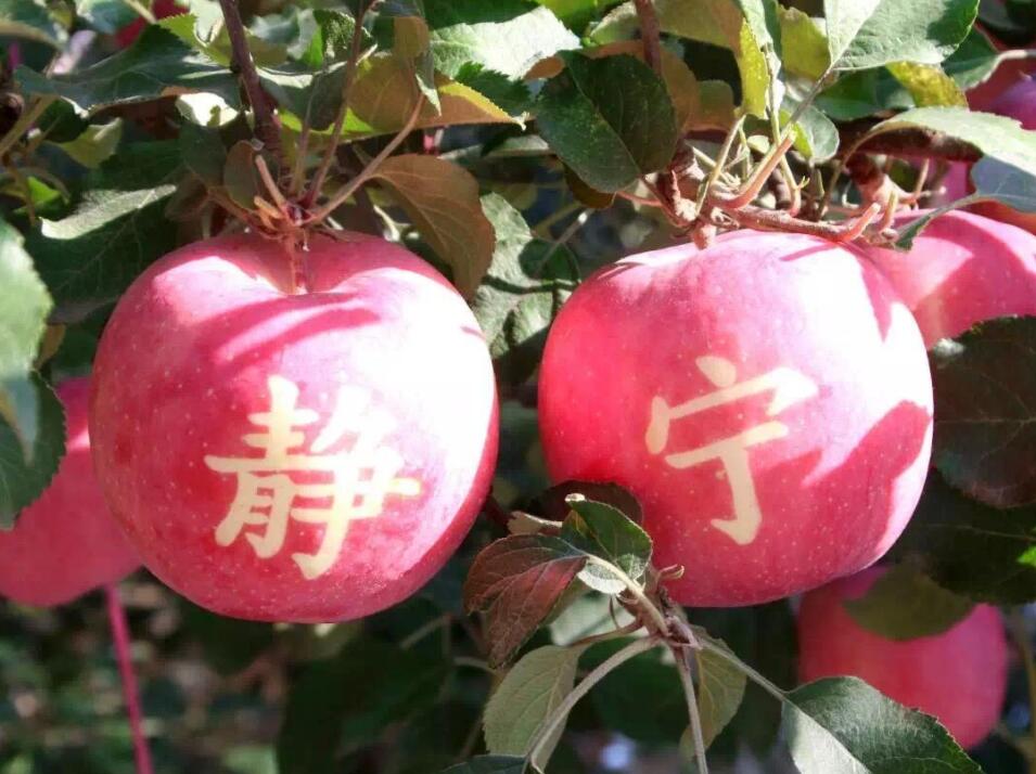 靜寧紅富士蘋果