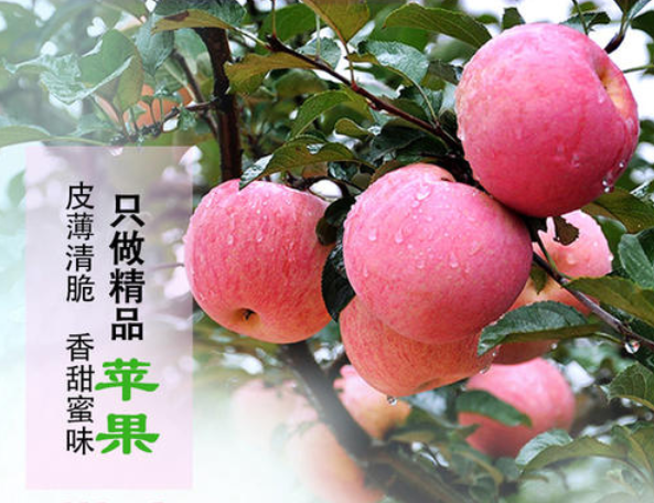 靜寧蘋果色澤鮮艷