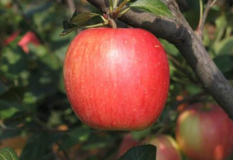 華紅蘋(píng)果介紹,華紅蘋(píng)果的特性和技術(shù)要點(diǎn)