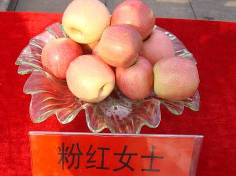  粉紅女士蘋(píng)果、粉紅佳人蘋(píng)果簡(jiǎn)介
