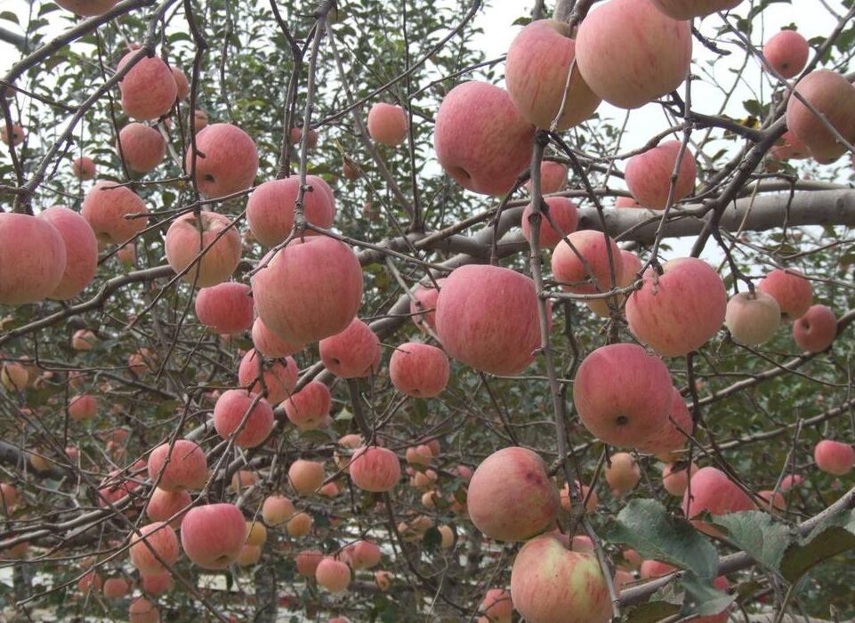 11月3日甘肅靜寧紅富士蘋果價(jià)格