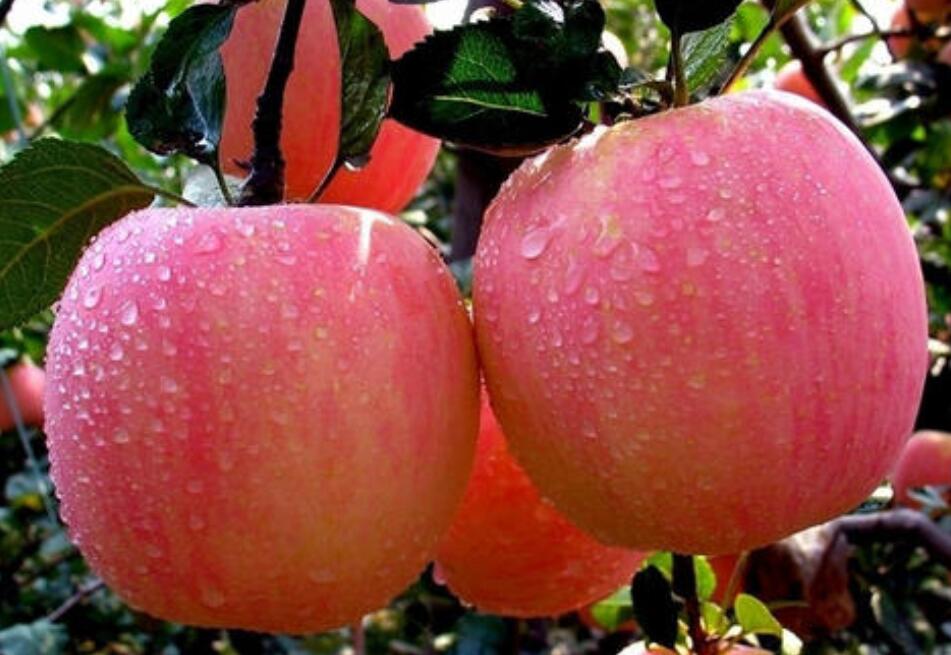 注意紅富士蘋(píng)果粗皮病、輪紋病的防治