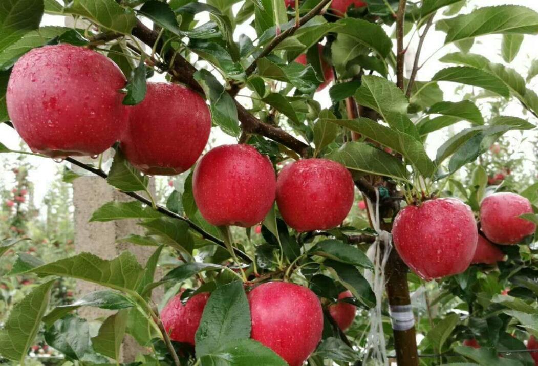 甘肅天水秦安紅富士蘋果11月7日價格行情